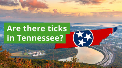 Are There Ticks in Tennessee? A Guide to Tennessee Tick Species