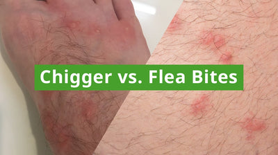 Chigger vs. Flea Bites: Understanding the Differences and Prevention Strategies