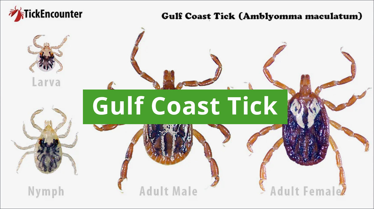 ticks identification guide