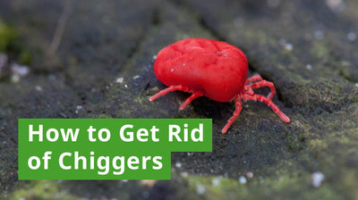 How to Get Rid of Chiggers: Effective Solutions to Protect Yourself