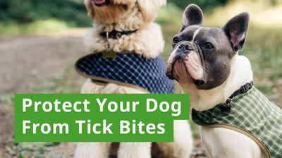 How to Prevent Ticks on Dogs: Effective Strategies and Products