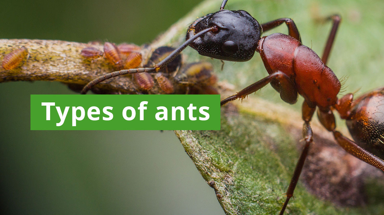 Types of Ants: A Comprehensive Guide to Ant Identification and Control ...