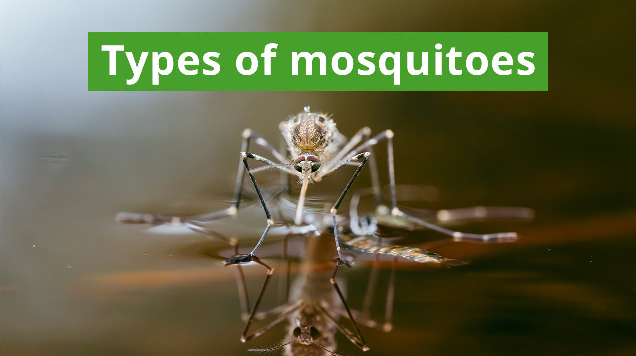 Types Of Mosquitoes With Names