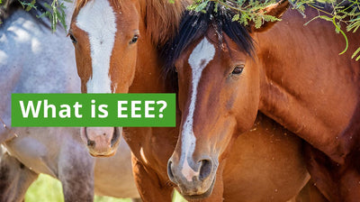 Protect Yourself from Eastern Equine Encephalitis (EEE): A Guide to Prevention and Awareness