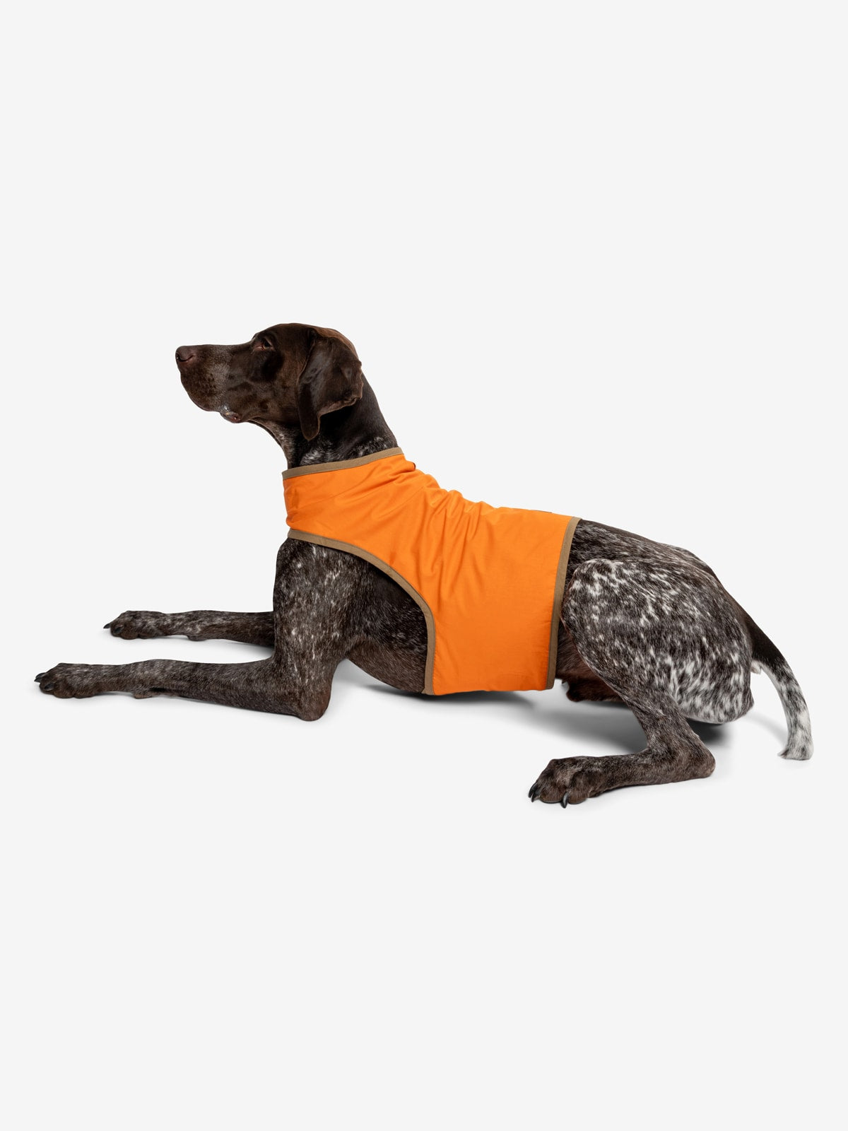 Hunting dog sales supplies catalog